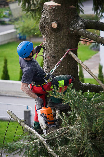 Trusted Andrews, NC Tree Care  Experts